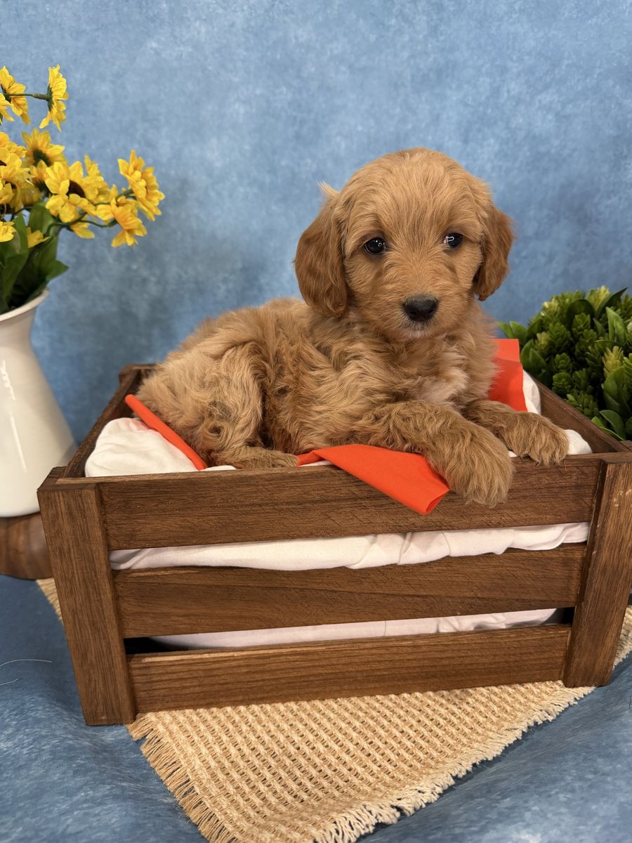 Mini Goldendoodle puppies!