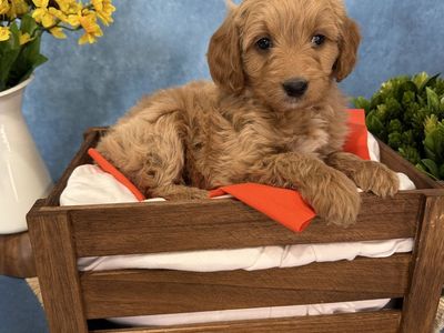 Mini Goldendoodle puppies!