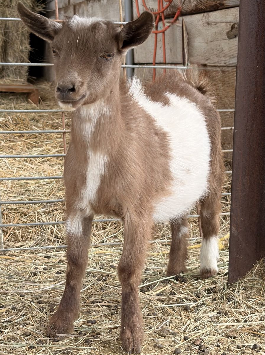 ADGA registrable POLLED Nigerian Dwarf buckling!