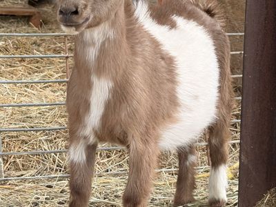 ADGA registrable POLLED Nigerian Dwarf buckling!