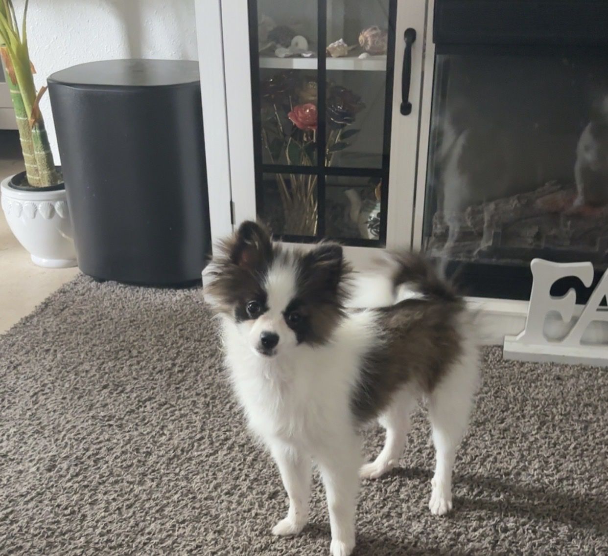 Papillon Puppy - Male, Hypoallergenic, White & Brown, Playful Companion