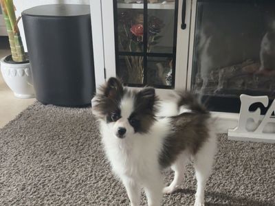 Papillon Puppy - Male, Hypoallergenic, White & Brown, Playful Companion