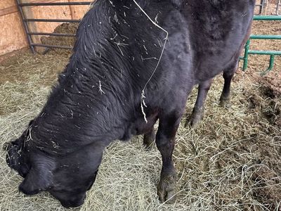 2.5 Year Old Angus X