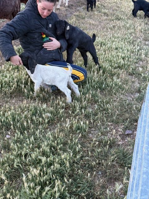 Boer Goat Kid