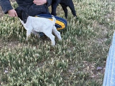 Boer Goat Kid