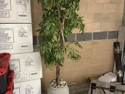 Potted Decorative Plant