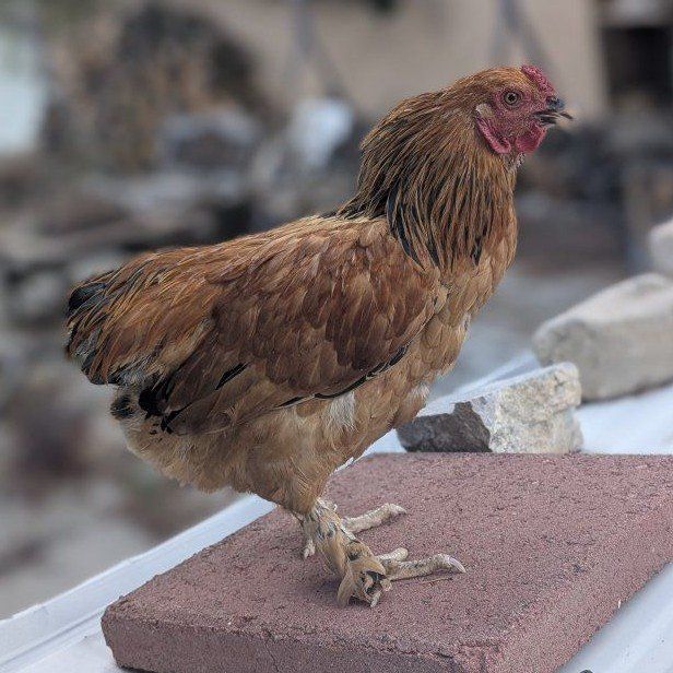 Young Buff Brahma rooster