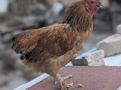 Young Buff Brahma rooster