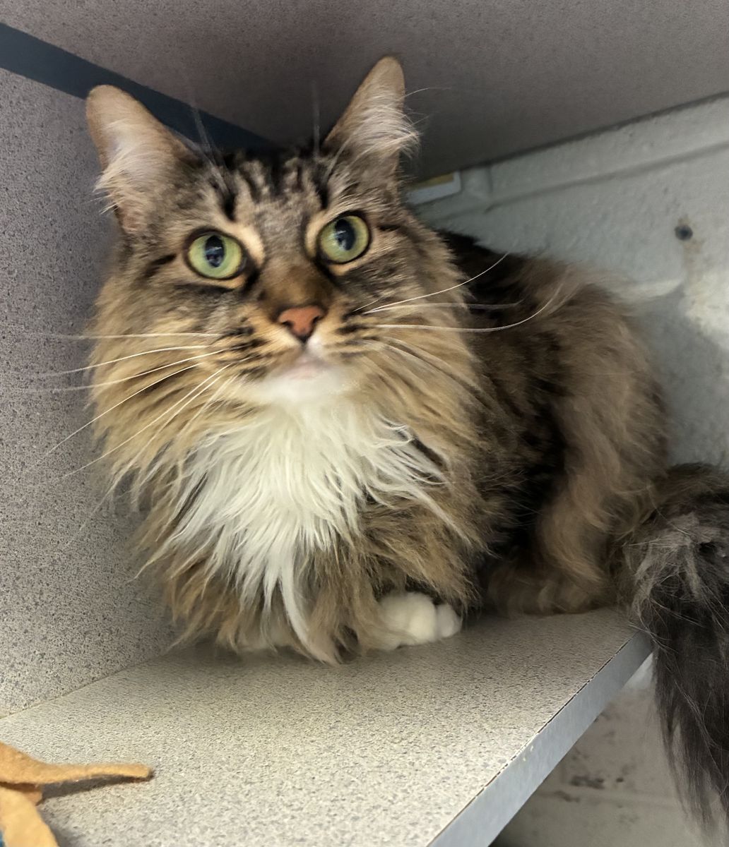 A164547 Nova is Available for Adoption!