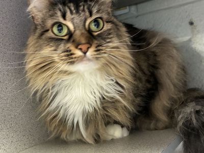 A164547 Nova is Available for Adoption!