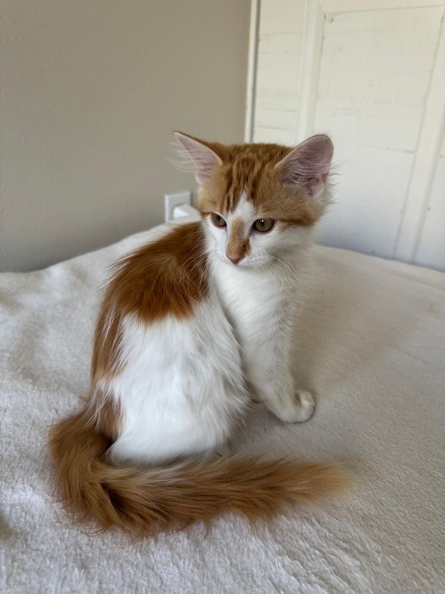 KITTEN FOR SALE