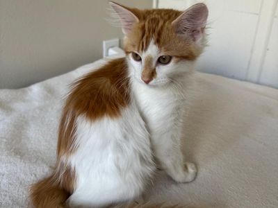 KITTEN FOR SALE