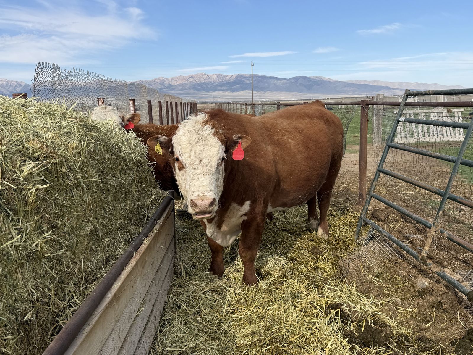 4 Year Old Herford Bull