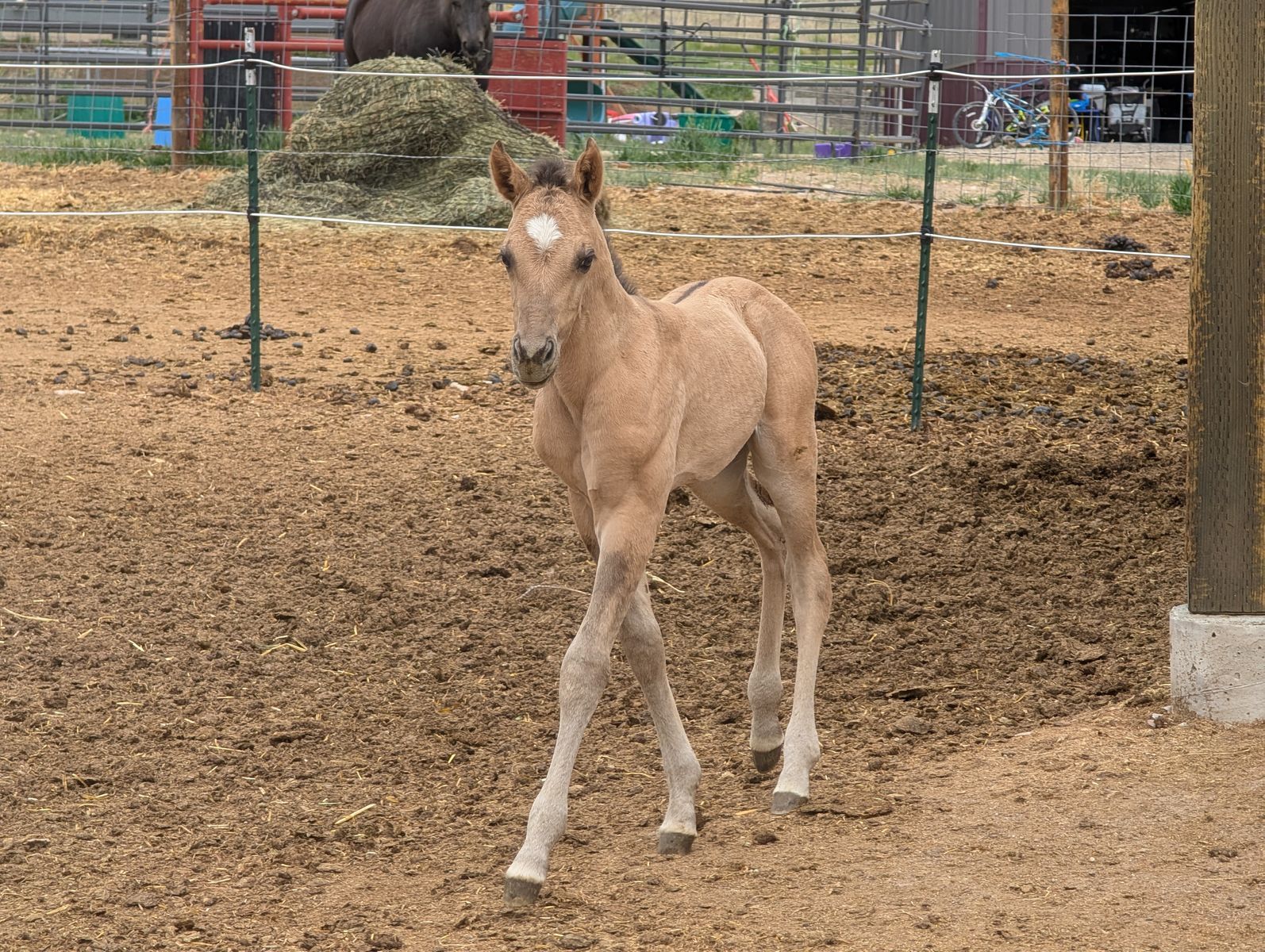Grullo AQHA Filly