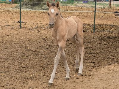 Grullo AQHA Filly