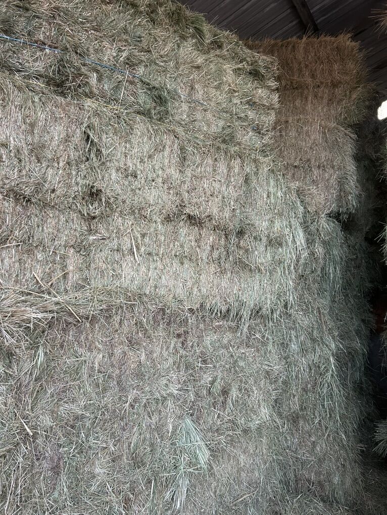 Grass Hay 3x3x8 Bales