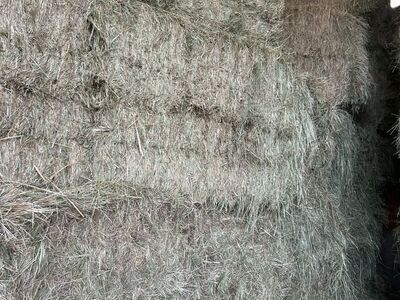 Grass Hay 3x3x8 Bales
