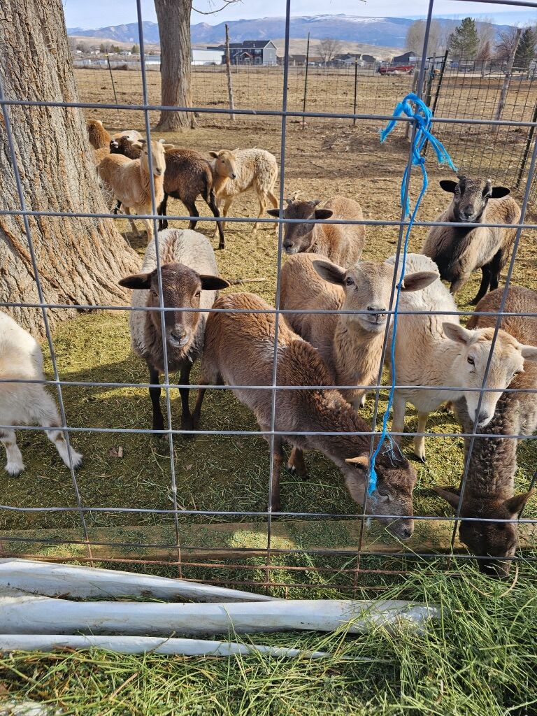 6 black belly wethers for sale