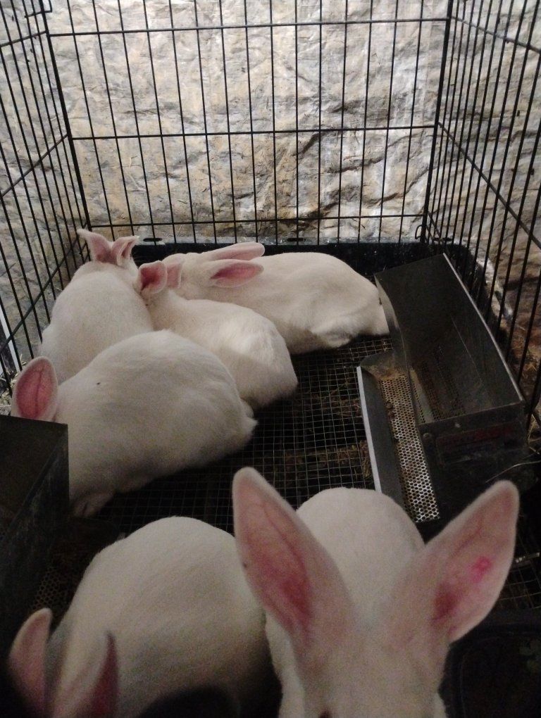 Purebred Pedigreed New Zealand White Bunny Rabbits