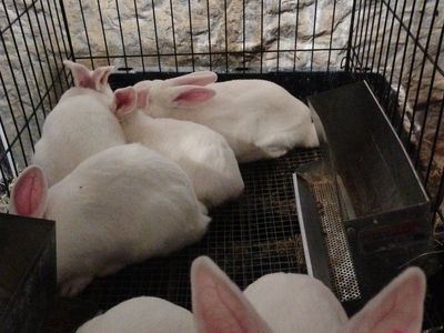 Purebred Pedigreed New Zealand White Bunny Rabbits