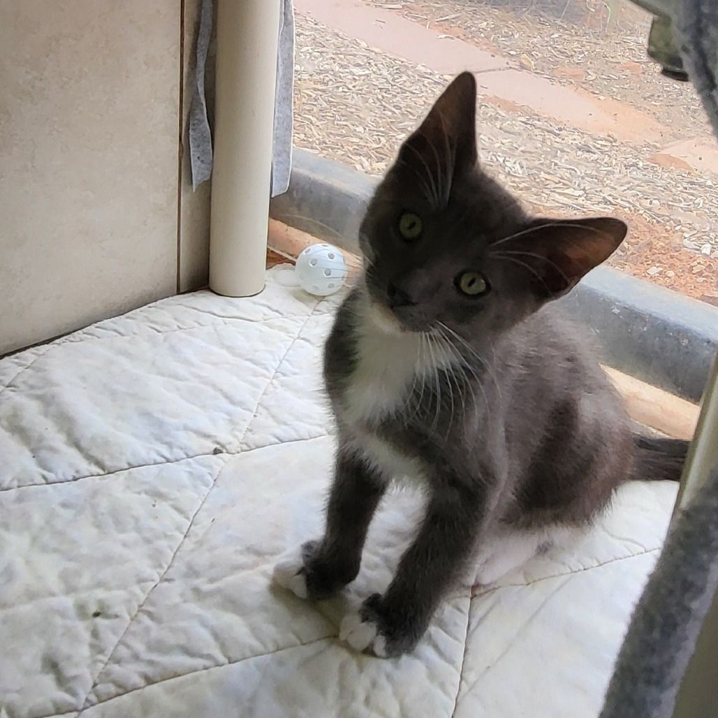 Hello my name is Parachute
