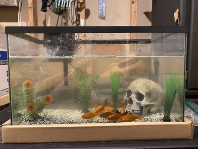 10 Gallon Tank with Quiet Filter