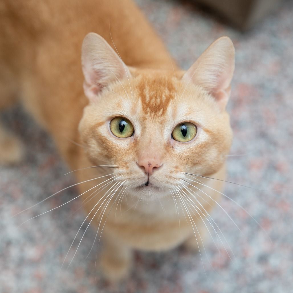 Hello my name is Brooks