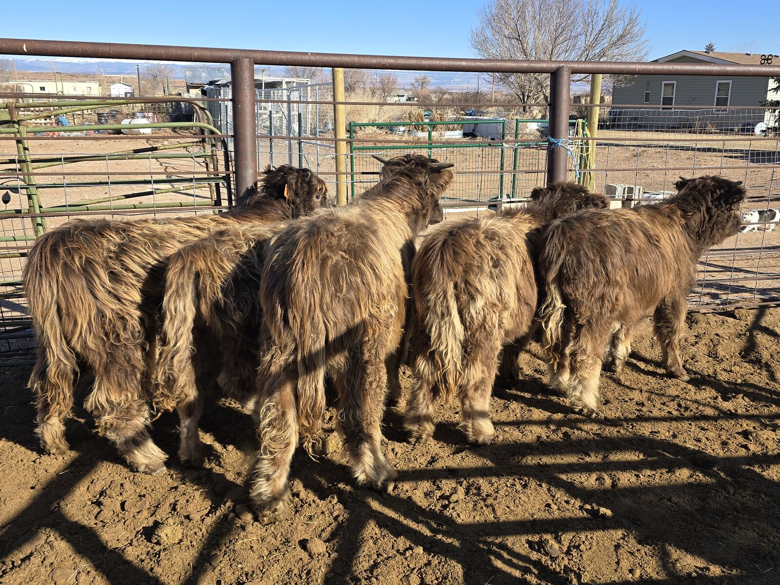 Yearling Highland Calves