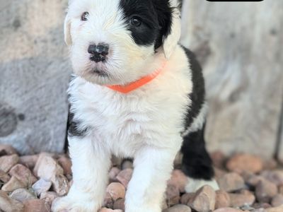 AKC Old English Sheepdog puppies (5 still available)