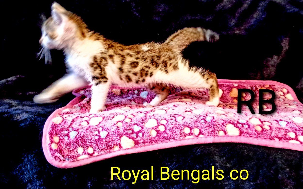 Tica Registered  Bengal  Kittens AVAILABLE  !
 ( PRICE NEGOTIABLE TO A GOOD HOME)
READY FOR  ADOPTION NOW !! Royal Bengals co