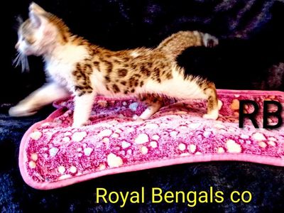 Tica Registered Bengal Kittens AVAILABLE !
( PRICE NEGOTIABLE TO A GOOD HOME)
READY FOR ADOPTION NOW !! Royal Bengals co