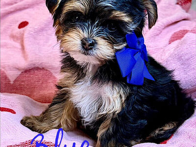 Parti Yorkie Maltese Morkie Toy Tiny Puppies Pups