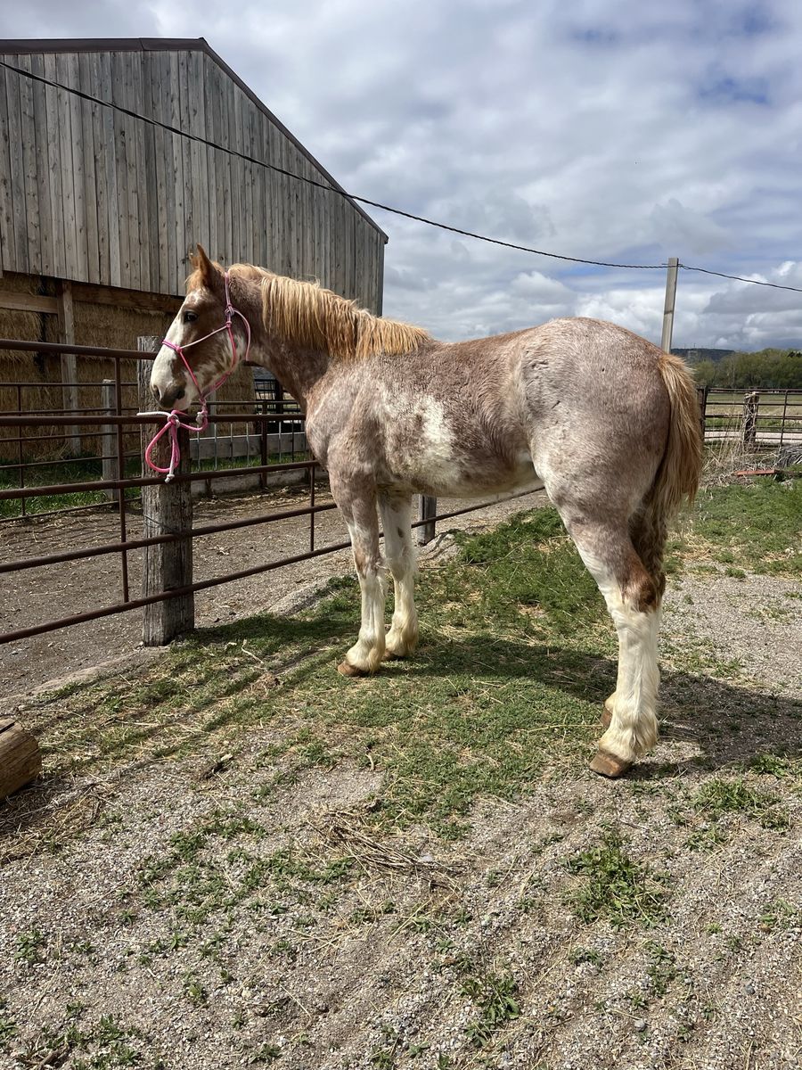 Half Draft Stud Colt