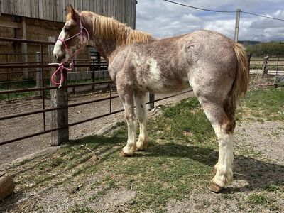 Half Draft Stud Colt