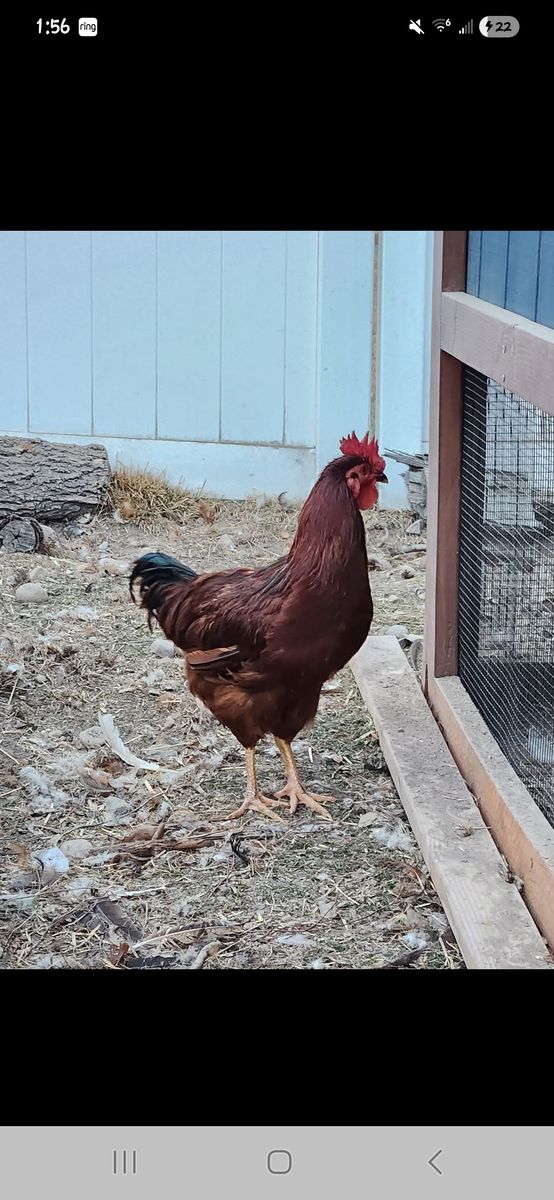 Free Rooster
