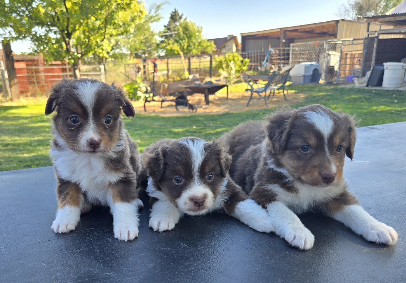 toy mini aussie