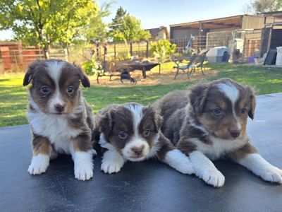 toy mini aussie
