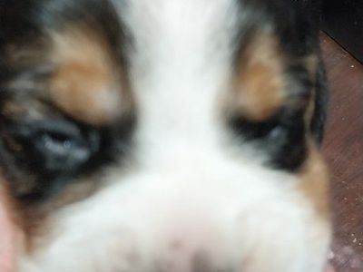 Beagle pups Akc champion lines