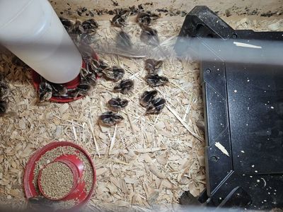 bobwhite quail chick's
