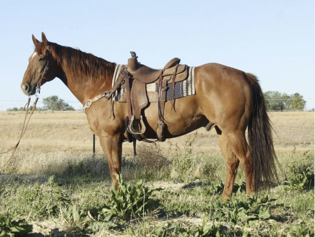 Ranch Gelding
