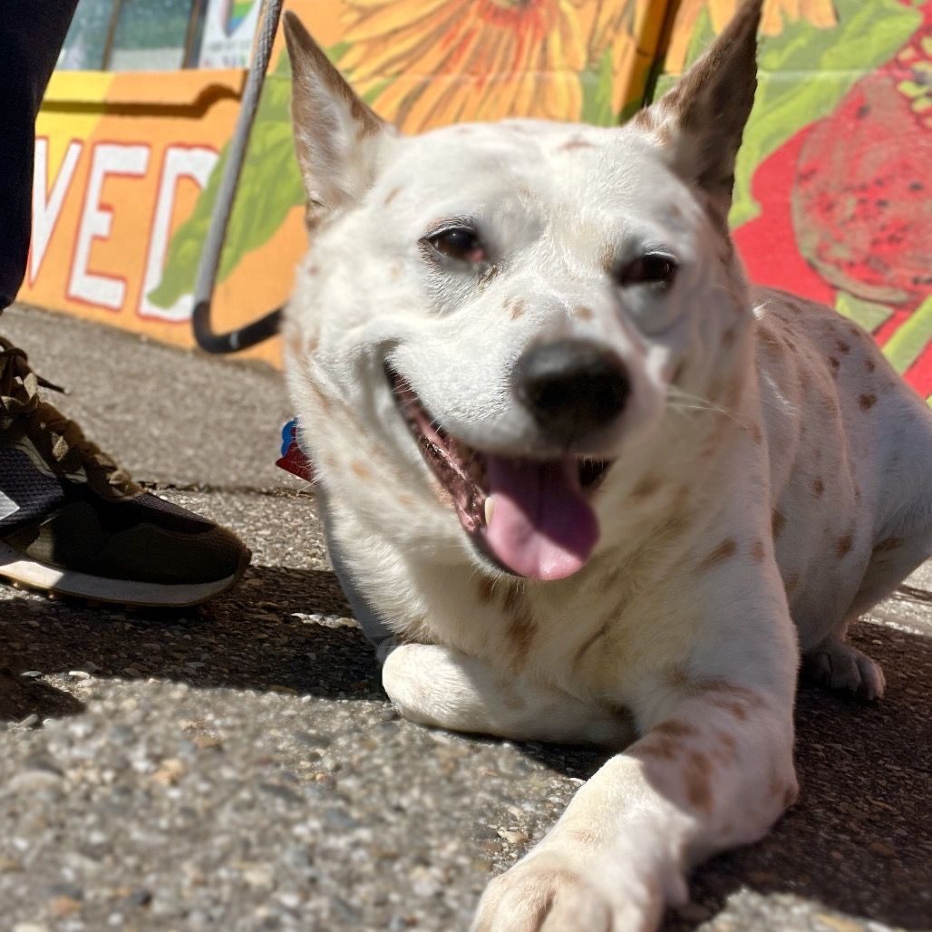 Hello my name is Cheese