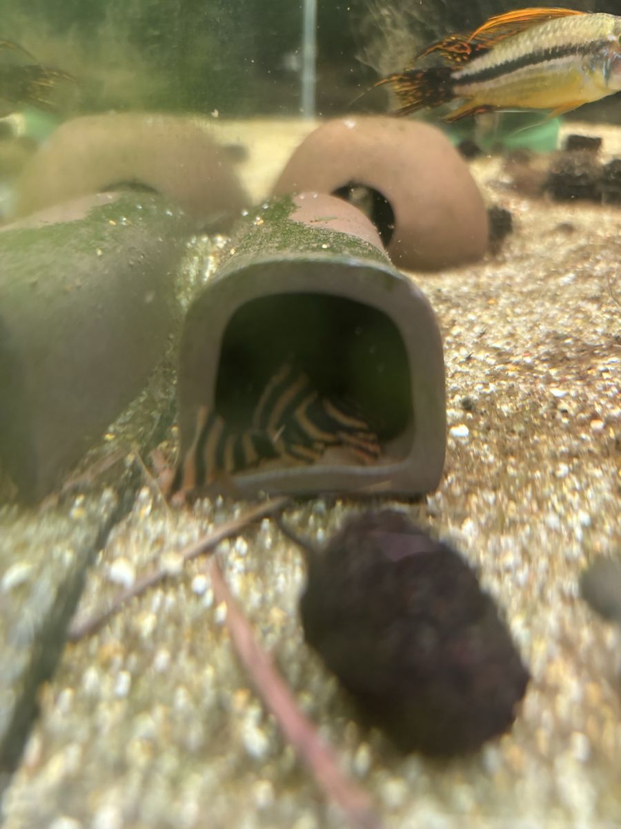 L-397 Alenquer Plecos