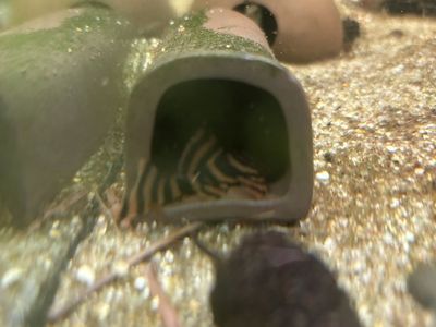 L-397 Alenquer Plecos