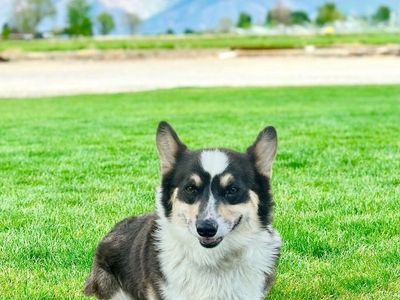 AKC Pembroke Welsh Corgi Stud TRIPLE CLEAR