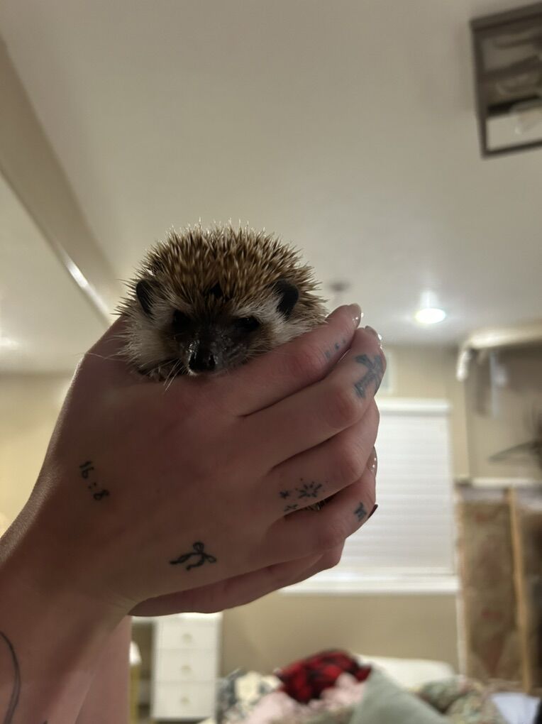 Male Hedgehog