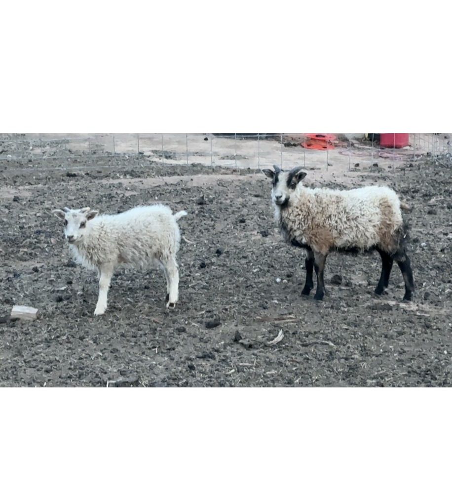 Tiny Icelandic Ram and Ewe Lamb Pair