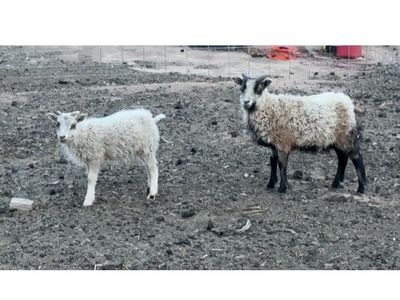Tiny Icelandic Ram and Ewe Lamb Pair