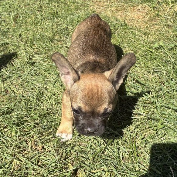 Pure breed AKC registered frenchie