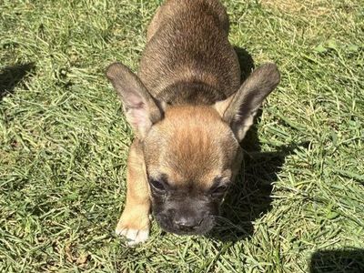 Pure breed AKC registered frenchie