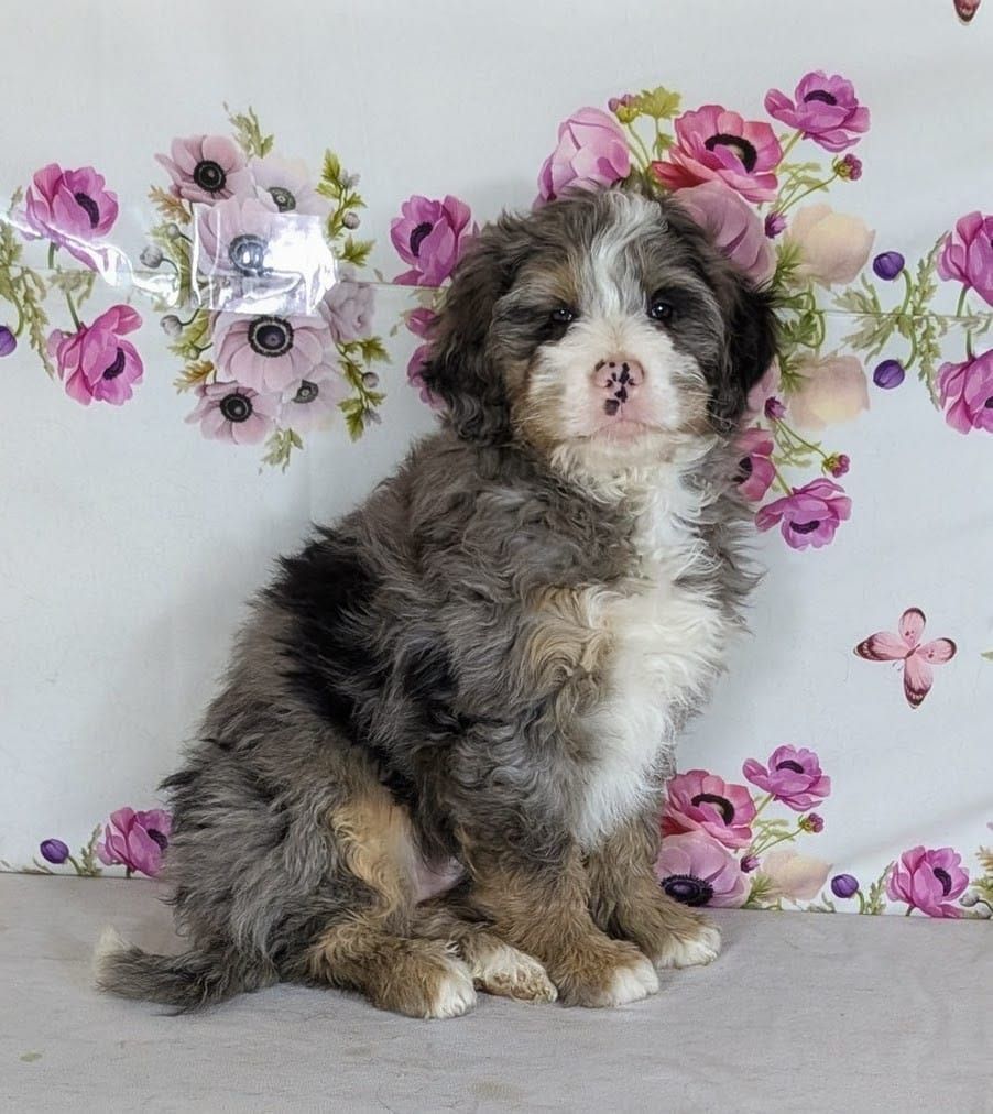 Boy Wesley— Big Personality, Bigger Cuddles!